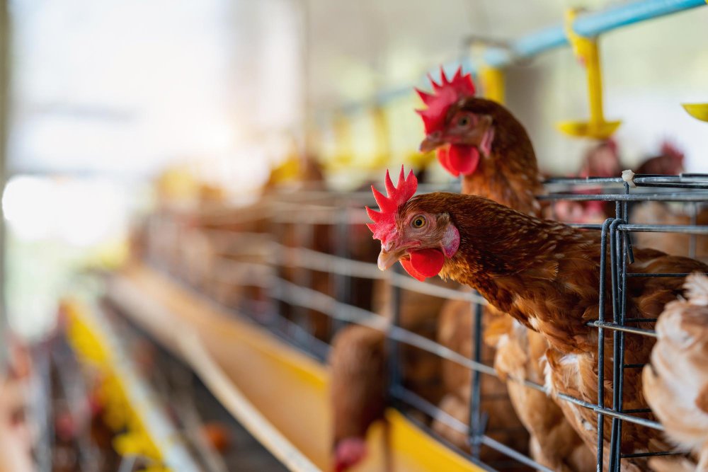 This guide will show you exactly how to start a poultry farm in Nigeria step by step. You will learn what to do first, what to avoid, and how to set up your farm the right way from day one.