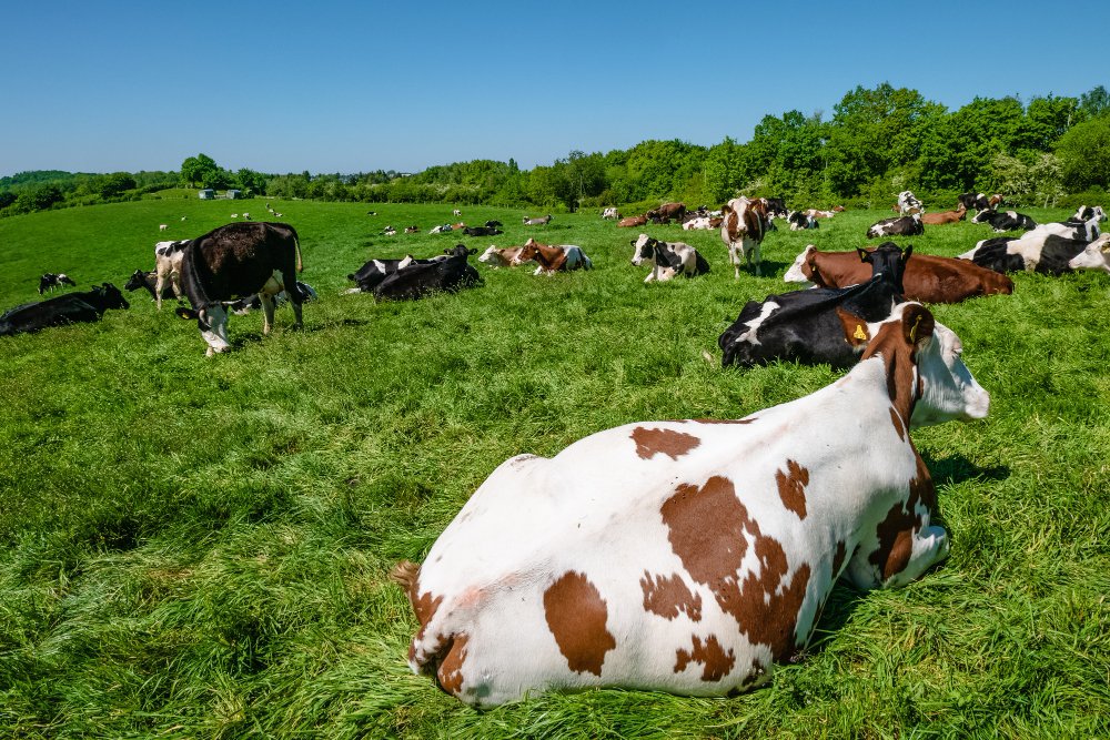 In this ultimate guide, you will learn how to start livestock farming in Nigeria step by step, the most profitable livestock businesses, startup costs, challenges, mistakes to avoid, and practical tips that can help you succeed.