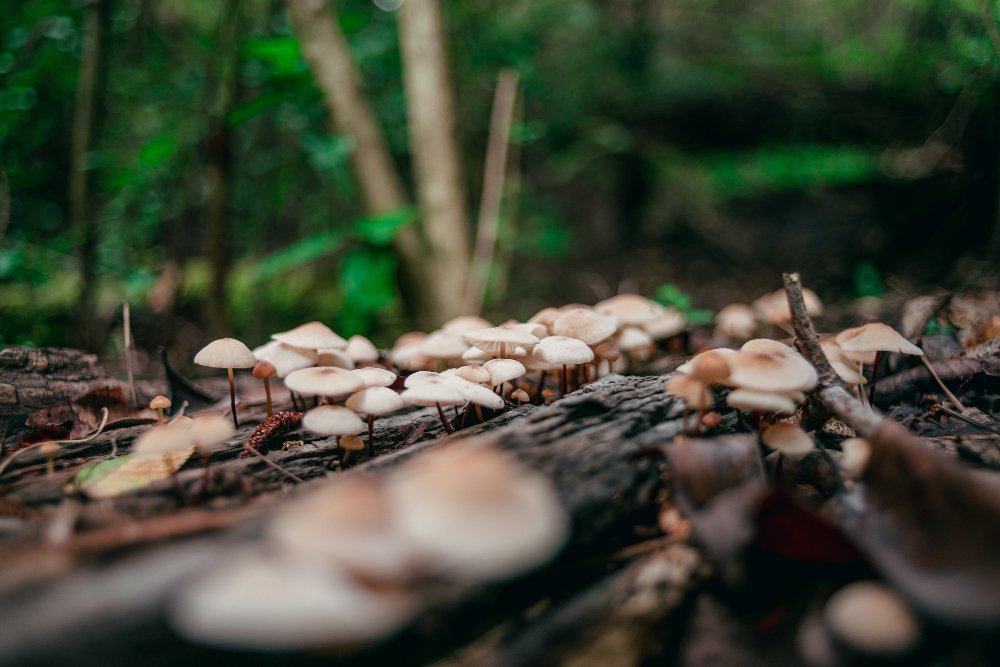 How To Start Mushroom Farming In Nigeria (2026 Ultimate Guide) 1 In this guide, you will learn exactly how to start mushroom farming in Nigeria step by step.